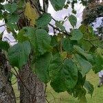 Image result for Croton macrostachyus