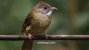 Jul 10, 2021 · jenis burung apung merupakan salah satu jenis burung kicau dari keluarga motacillidae dan genus anthus. Cara Membedakan Burung Cucak Jenggot Jantan Dan Betina Om Kicau