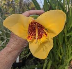 Image result for Pavonia