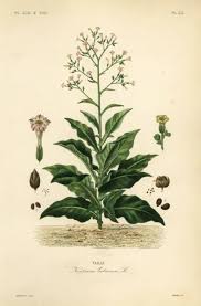 Image result for Nicotiana tabacum