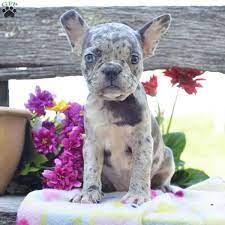 Lancaster puppies has french bulldog mix puppies for sale now from reputable breeders across pennsylvania and ohio. Frenchton Puppies For Sale Online Shopping Mall Find The Best Prices And Places To Buy
