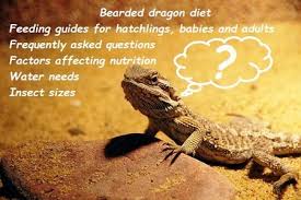 We did not find results for: Bearded Dragon Diet 3 How To Feed Guides And Faq