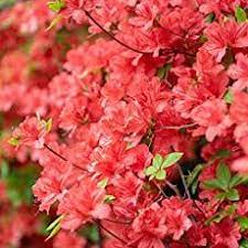 Growing The Azalea Plant How To Care For The Azalea Flower Azalea Flower Flowering Shrubs Flowering Bushes