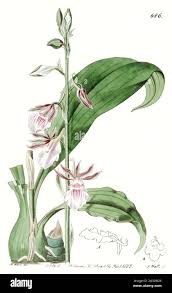 Image result for Eulophia galeoloides