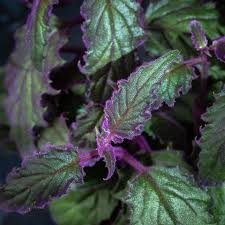 Image result for Gynura