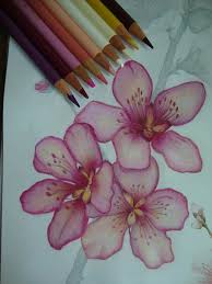Follow Me For More Poppin Pins Uel Ibekwe Flower Drawing Flower Art Color Pencil Art