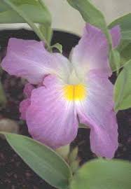 Image result for Siphonochilus
