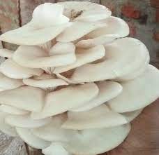 Quick & easy to grow… oyster mushrooms are possibly the easiest variety of mushroom to grow. Fresh White Oyster Mushroom Packaging Type Pp Bag Packaging Size 5 Kg Rs 150 Kg Id 22265991948