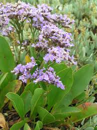 Image result for Limonium vulgare