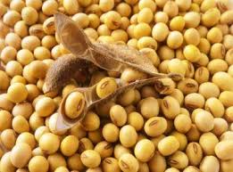 Kami menjual beranika jenis kacang seperti yang tersenarai di bawah / we sell various type of beans and nuts as listed below. Informasi Harga Kedelai Agustus 2021
