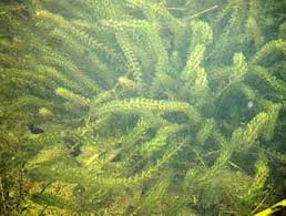 Image result for Elodea