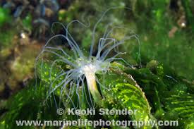 Image result for Aneilema nyasense