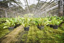 Based on their excellent reviews, i called orchid isle rain gutters for an estimate. Orchid Farm With Orchid Flower Pot Hanging On The Farm Stock Photo Crushpixel