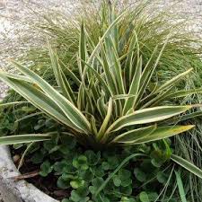 Image result for Phormium