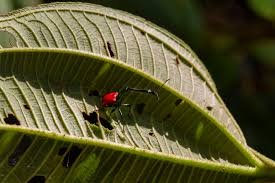 Image result for Dichaetanthera