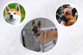 More images for akita german shepherd mix white » Akita German Shepherd Mix Explained In Fewer Than 500 Words