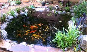 Totally Want A Koi Pond Someday Koi Pond Pond Landscaping Native Garden