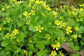 Image result for Pycreus muricatus