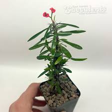 Image result for Euphorbia eranthes