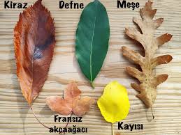 Bulmaca sözlük, bulmaca sözlükleri, bulmaca kelimeleri, bulmaca cevapları, bulmaca ve cevapları. Farklar Kilavuzu Sozlugu Son Harfi Z