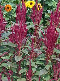 Image result for Amaranthus schinzianus