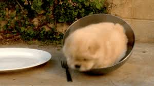 What better way to celebrate national pet day than by looking at cute puppy photos? 10 Adorable Puppy Gifs To Celebrate National Puppy Day I Can Has Cheezburger