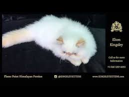 We did not find results for: Video Red Point Himalayan