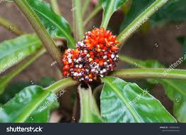 Image result for Palisota mannii