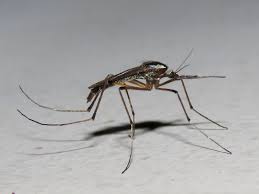 Image result for Otiophora pycnostachys