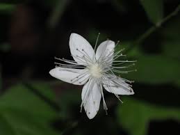 Image result for Rubus repens