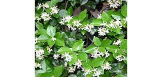 We did not find results for: Star Jasmine Costa Farms