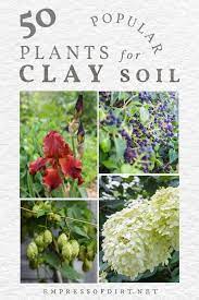 New amendments for improving your heavy clay soil. 50 Plants For Clay Soil Flowers Shrubs And Trees