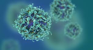 Image result for T-Lymphocyte