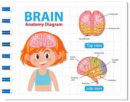 Brain structures (labeled) cell (animal) cranial nerves of the brain; Free Vector Colored And Labeled Human Brain Diagram