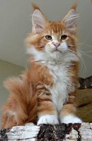 Pin On Cats