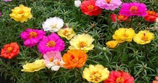 There are several varieties of ten o'clock plants producing colourful flowers that open only during bright sunlight. The Lovely Portulaca That Blooms At 10 O Clock Blog Nurserylive Com Gardening In India