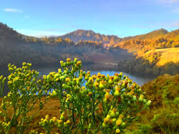Lots of trees grow and surround the site, creating a comfortable nuance. Packages Mount Semeru Operator Mancanegara