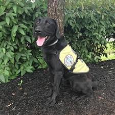 Ricochet labradors has been loving and raising english labrador puppies since 1994. Diabetic Alert Dog Delivered To 16 Year Old Boy With Type 1 Diabetes In Prescott Arizona Pr Com