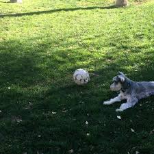 At vets4pets st austell we are dedicated to offering your pet high quality, affordable care. 1st Pet Veterinary Centers Home Facebook
