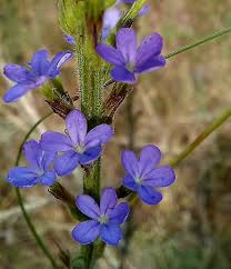 Image result for Buchnera leptostachya