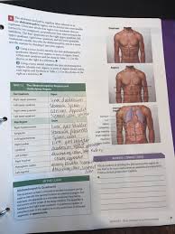 Anatomy of the abdomen 3 anatomically its. Bthe Abdomen And Pelvis Together Often Referred To Chegg Com