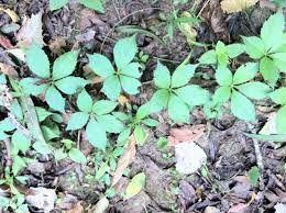 Check spelling or type a new query. Poison Oak Picture Of Saluda Shoals Park Columbia Tripadvisor