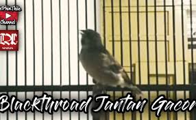 Perbedaan blackthroat boswana dan somerini. Perbedaan Blackthroat Jantan Dan Betina Om Kicau Tak Cute766