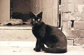 The secret is to stick to something short and pack on lots of. 189 Creative Names For Black Cats Lovetoknow
