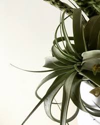 If you can't read please download the document. Plantes Epiphyte Osez Planter Ca Pousse