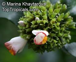Image result for Costus lucanusianus