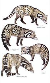 Civeta Malabar Busqueda De Google Rare Animals Animal Photography Wildlife Weird Animals