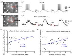 Vision: The Retina – Foundations Of Neuroscience