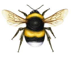 Image result for Bombus magnus