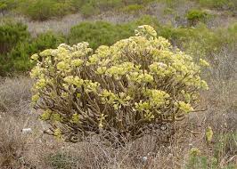 Image result for Kleinia schweinfurthii